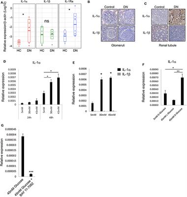 Glucose Induces IL-1α-Dependent Inflammation and Extracellular Matrix Proteins Expression and Deposition in Renal Tubular Epithelial Cells in Diabetic Kidney Disease